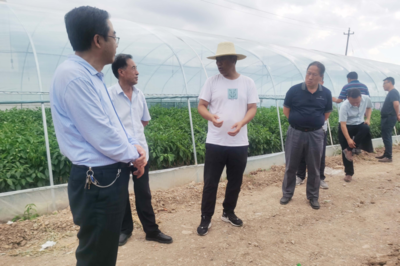 天水市農業科學研究所觀摩秦安縣科技特派團蔬菜產業組工作(圖)