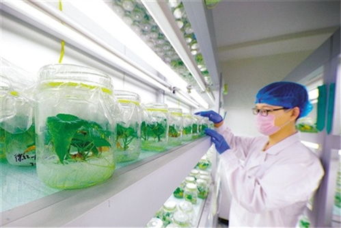 為產(chǎn)業(yè)扶貧插上科技翅膀 中國農(nóng)科院科技扶貧紀(jì)實