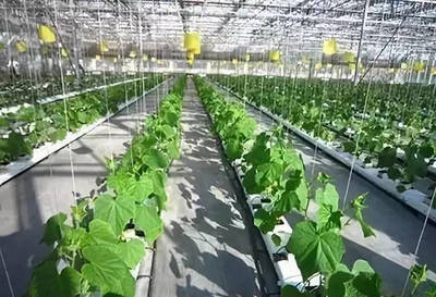 農業科技這樣助力鄉村振興