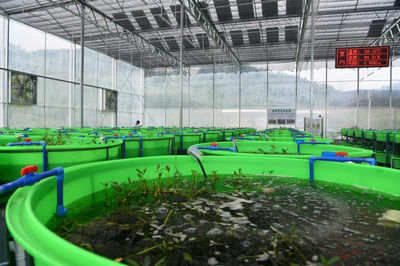 小龍蝦住進(jìn)智能化工廠 大竹縣&ldquo;稻蝦共養(yǎng)&rdquo;畝均效益近萬(wàn)元