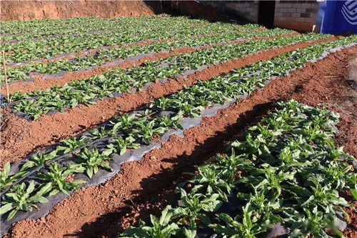 干企再話 致富經(jīng) ,產(chǎn)業(yè)興旺信心足 塔甸鎮(zhèn)召開(kāi)產(chǎn)業(yè)發(fā)展及產(chǎn)業(yè)扶貧座談會(huì)