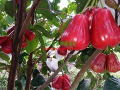 廣西哪里有蓮霧果賣,廣西實惠的天紅二號蓮霧果供應(yīng),廣西哪里有蓮霧果賣,廣西實惠的天紅二號蓮霧果供應(yīng)生產(chǎn)廠家,廣西哪里有蓮霧果賣,廣西實惠的天紅二號蓮霧果供應(yīng)價格