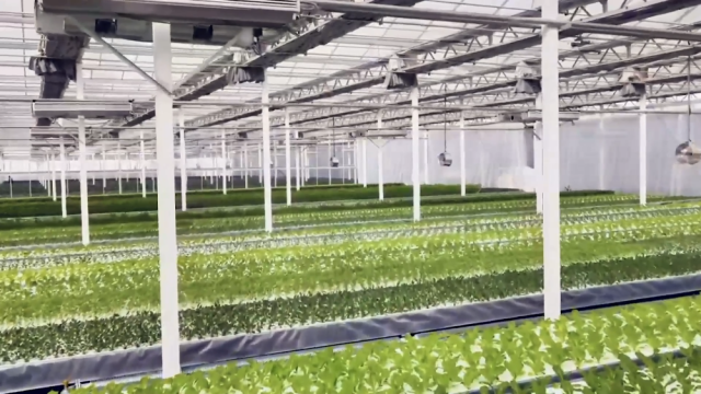 新疆庫(kù)車:植物工廠讓農(nóng)民變身&ldquo;科技農(nóng)人&rdquo;