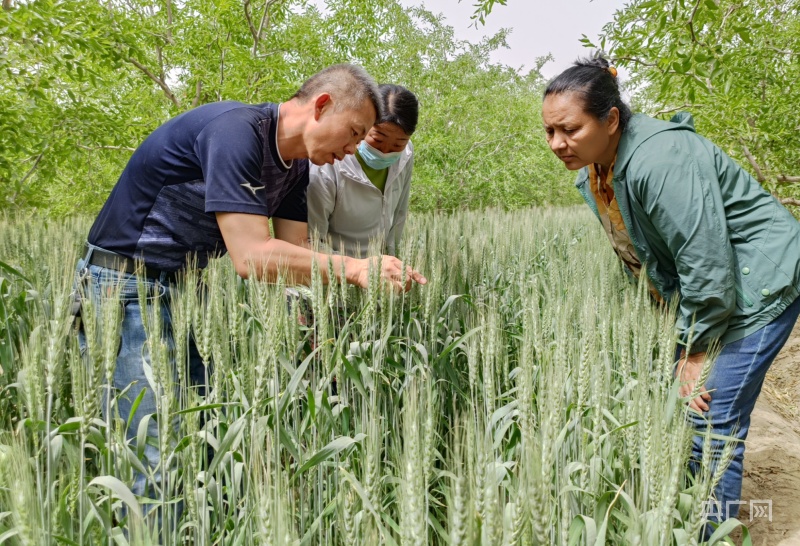 若羌:科技服務團下鄉(xiāng)開出小麥增產(chǎn)&ldquo;良方&rdquo;