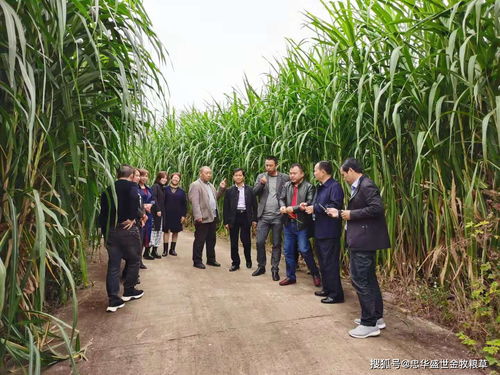 鄉(xiāng)村振興,要關(guān)注 人畜爭(zhēng)糧 的矛盾