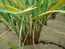 苯甲丙環唑防治作物各種病害