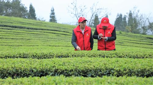 中國(guó)農(nóng)學(xué)會(huì)科技志愿服務(wù)修文野猴肴生態(tài)農(nóng)業(yè)科普興農(nóng)分隊(duì)活動(dòng)在修文縣舉行