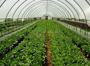 百色溫室大棚 溫室大棚造價(jià)是多少