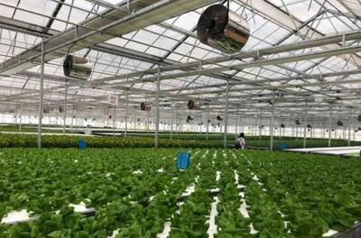 補(bǔ)貼上百萬!數(shù)字農(nóng)業(yè)工廠:智能化、自動(dòng)化的農(nóng)業(yè)生產(chǎn)新模式