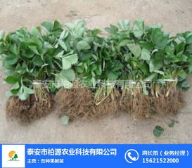 紅顏草莓苗哪家好？柏源農業科技公司的專業服務解析