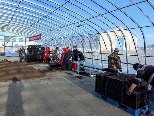 北大荒農業股份勤得利分公司工廠化育秧 科技助力春耕節本增效