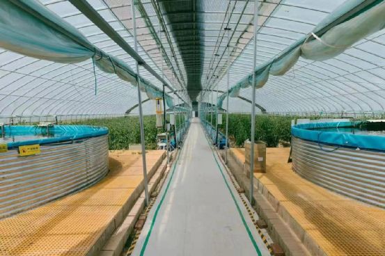 農政齊民 以魚菜共生智慧工廠，書寫城市菜籃子保供新篇章